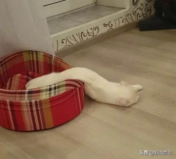 众所周知猫是液体吗,众所周知猫都是液体