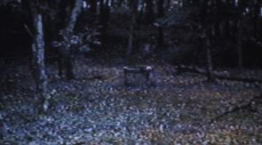 睡不醒的贞子,爱睡觉的贞子