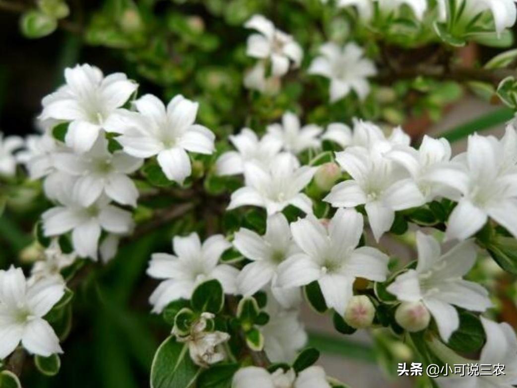 它的名字叫做六月雪,看似有着天大的冤屈,事实是你想多了