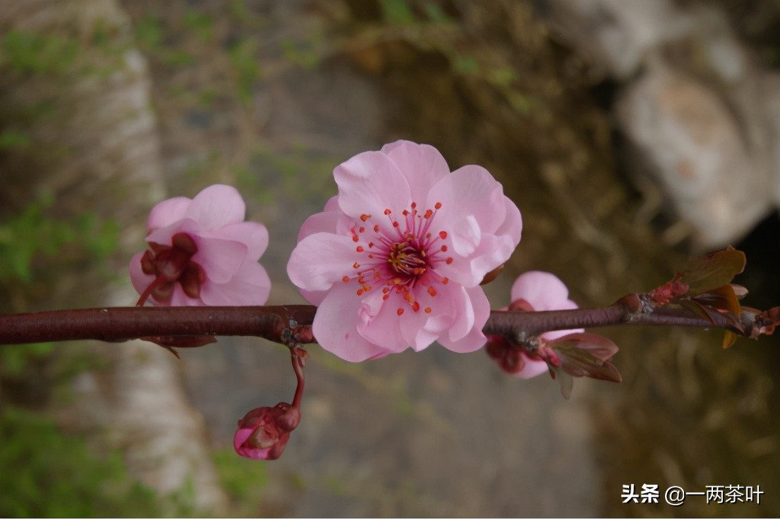 鲁西南话河南话,鲁西南话大全