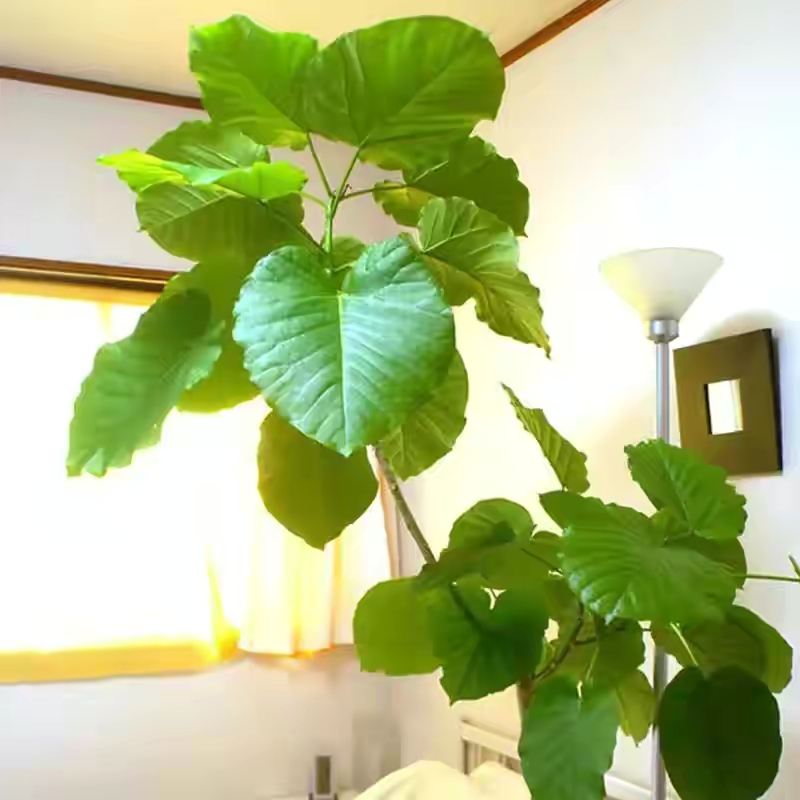 100种绿植大全,50种盆栽绿植花卉大全