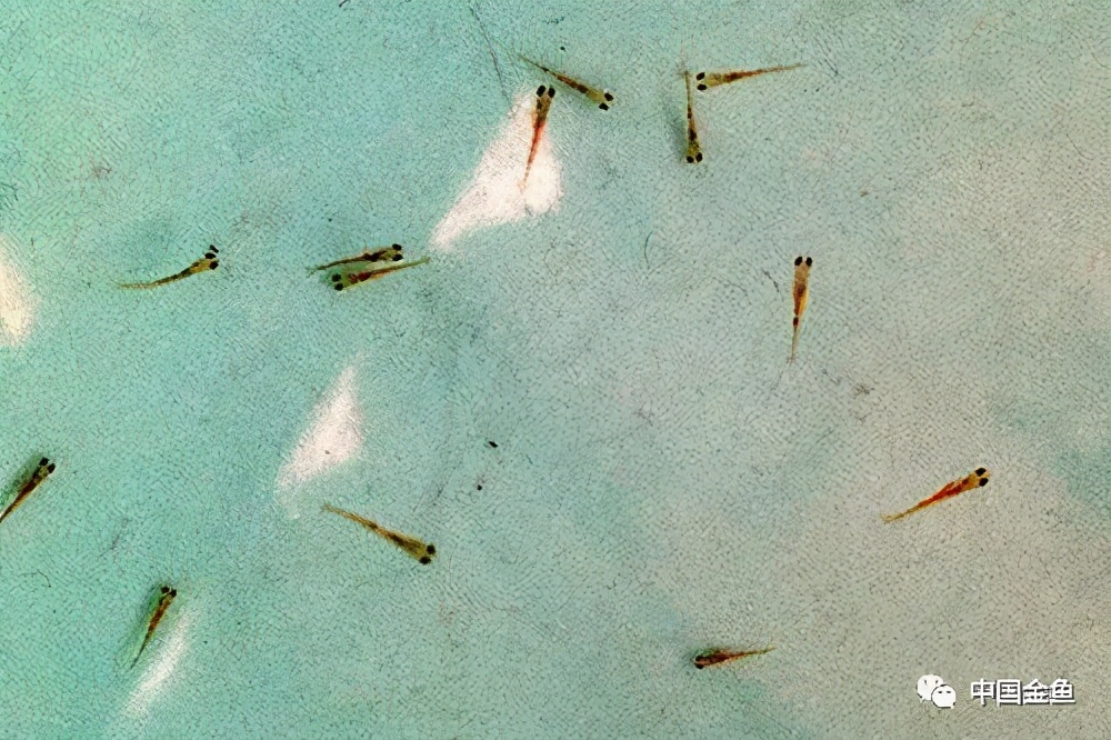 鱼苗一个月后怎么饲养,兰寿鱼苗如何催苗