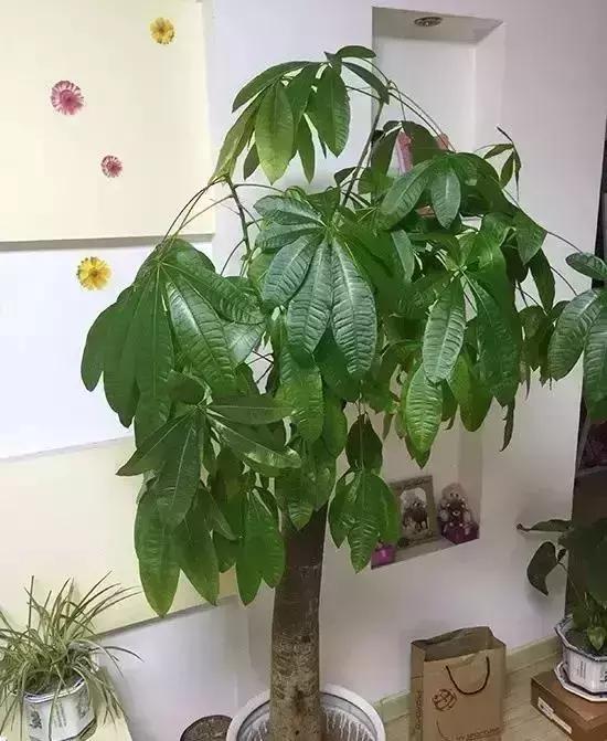 客厅吸附甲醛植物,客厅适合摆什么植物又可以去甲醛