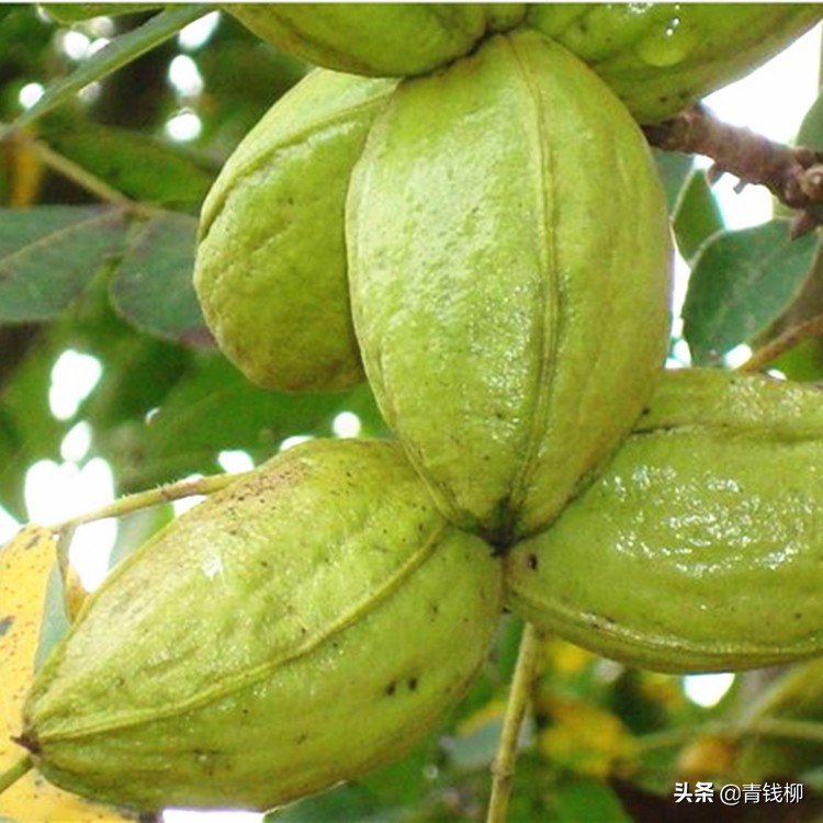 云南山核桃管理技术,大姚县种植核桃的有利条件