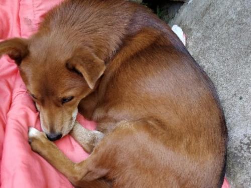 狗狗在临死之前会干什么事情,狗狗临死前为什么排尿和大便