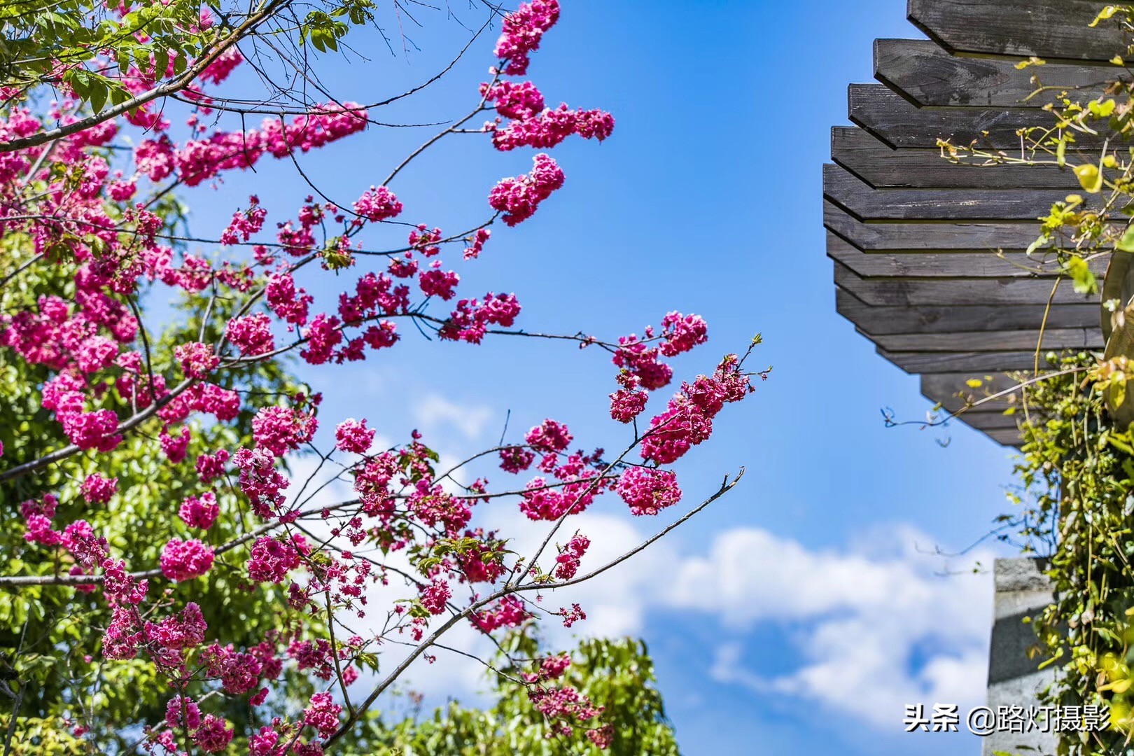 去过了大理还能去哪里,大理是一个向往自由的地方