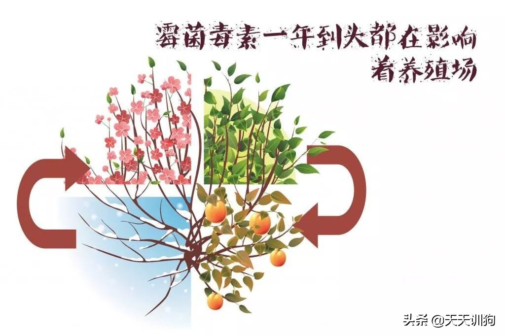 狗狗究竟可不可以吃葡萄,狗狗不能吃水果知识