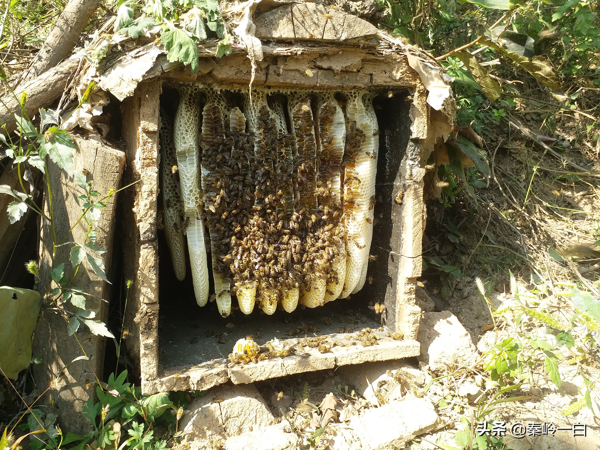 你们有没有接到过一个电话，小女孩自称是祖传卖蜂蜜的？