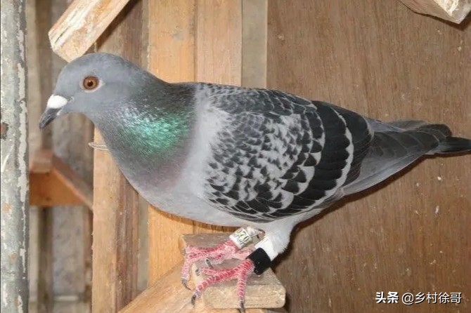 信鸽鸽痘的预防和治疗，掌握基本的知识，对饲养信鸽非常重要