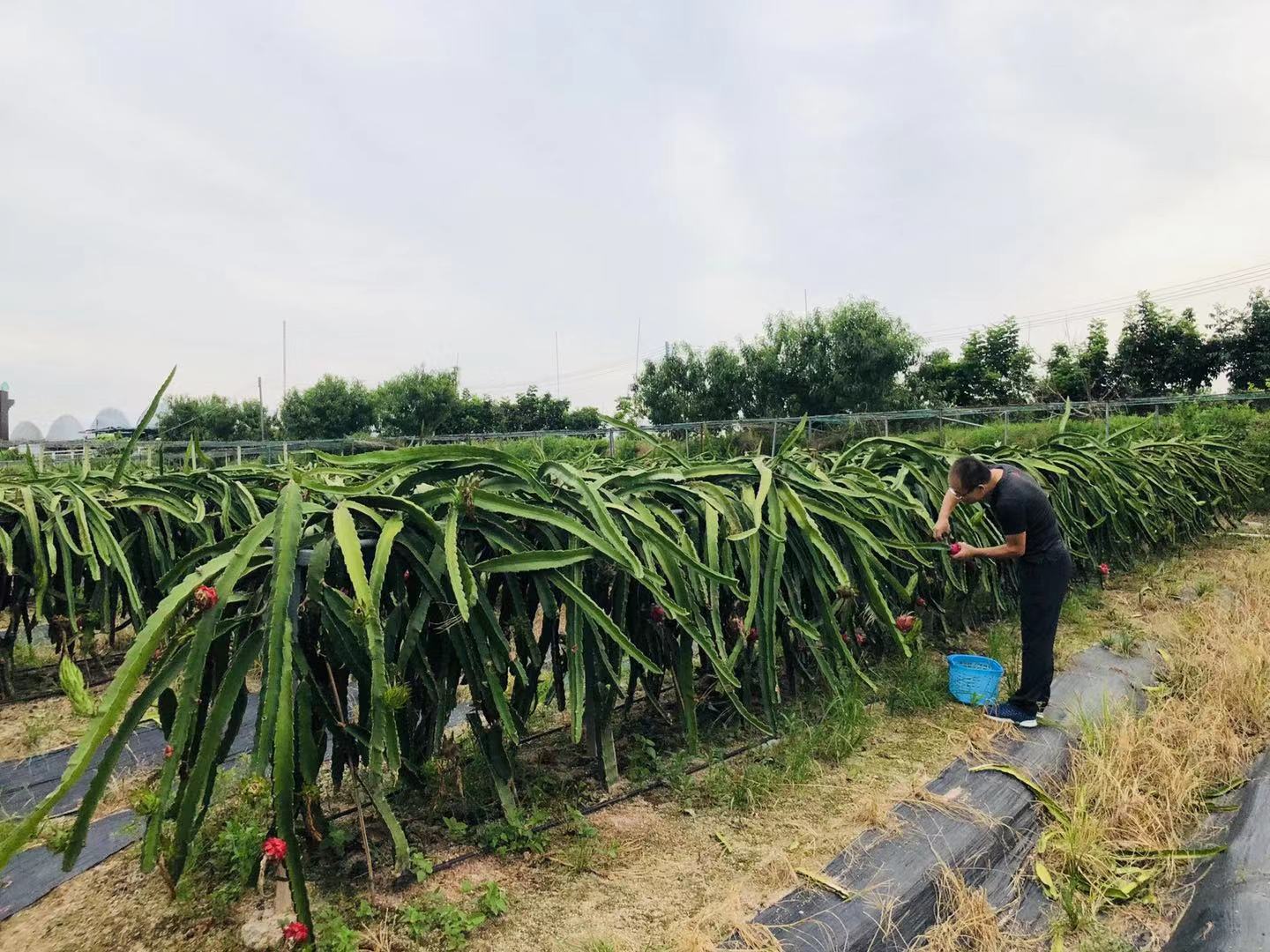 深圳石岩农场生态园攻略,深圳市石岩大树生态农场位置