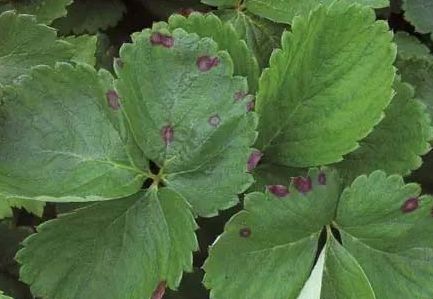 草莓炭疽病与根腐病是什么引起的,安徽草莓炭疽病零星发病怎么办