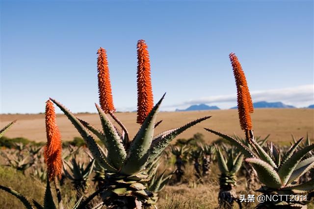 开普芦荟长多高,开普芦荟盆栽