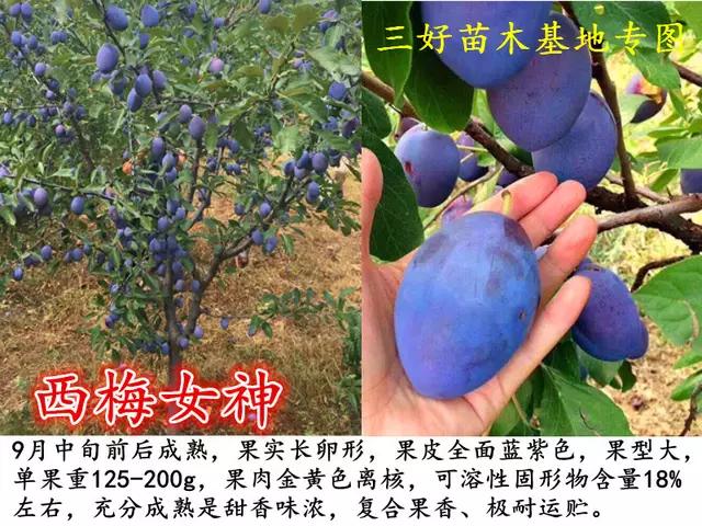 盆栽西梅种植方法全过程,加州西梅的种植秘密你了解多少