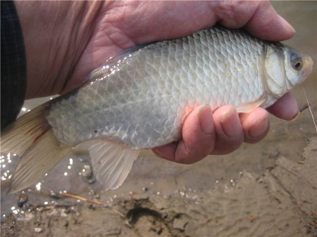 鲫鱼尾巴里面红线是虫吗,鲫鱼尾巴上有红色的虫子能吃吗