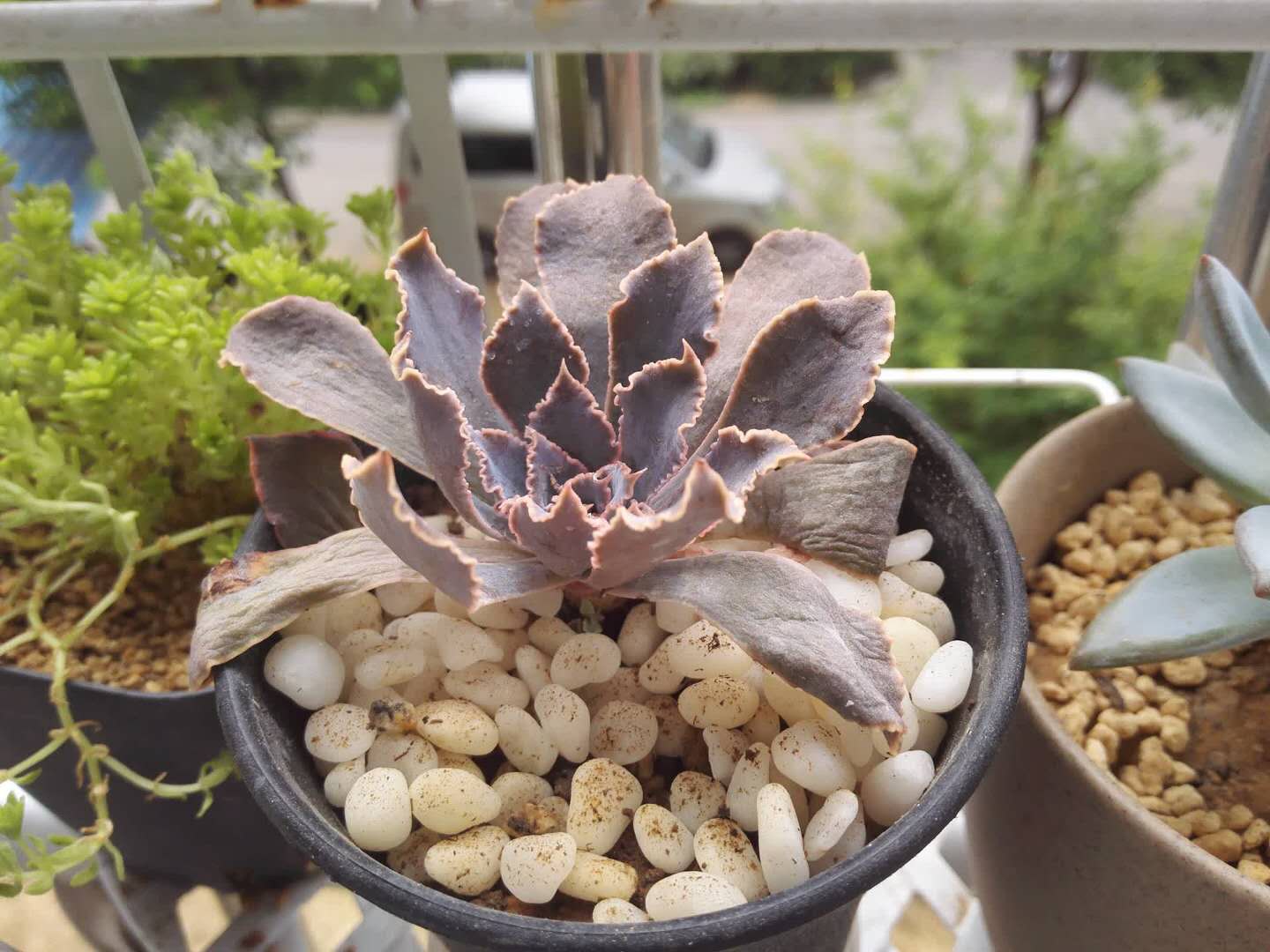 从鼻屎苗到老桩，时光里的蜕变