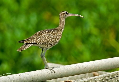 野生的鸟儿该怎么处理,鸟类如何躲避风雨