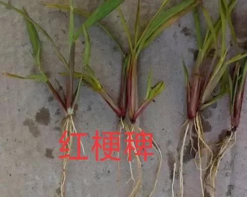 水稻直播除草技术大全,旱直播水稻二次封闭怎样用药