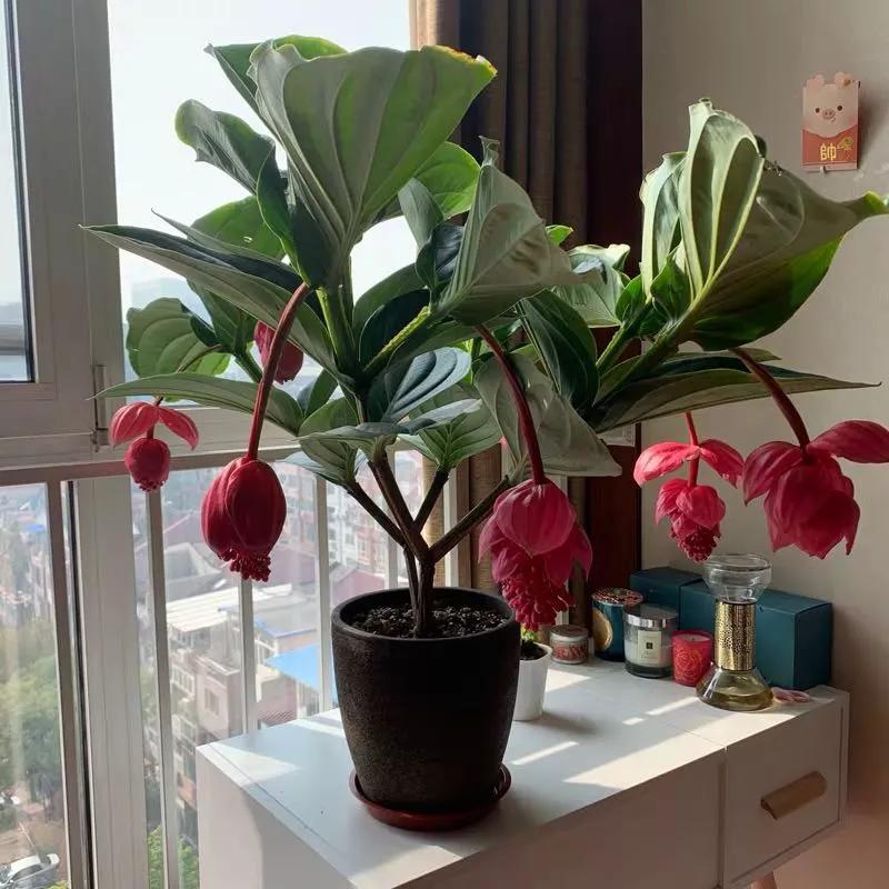 6种“昂贵花”,花钱不值得,纵使“美如仙”,十有八九养不活