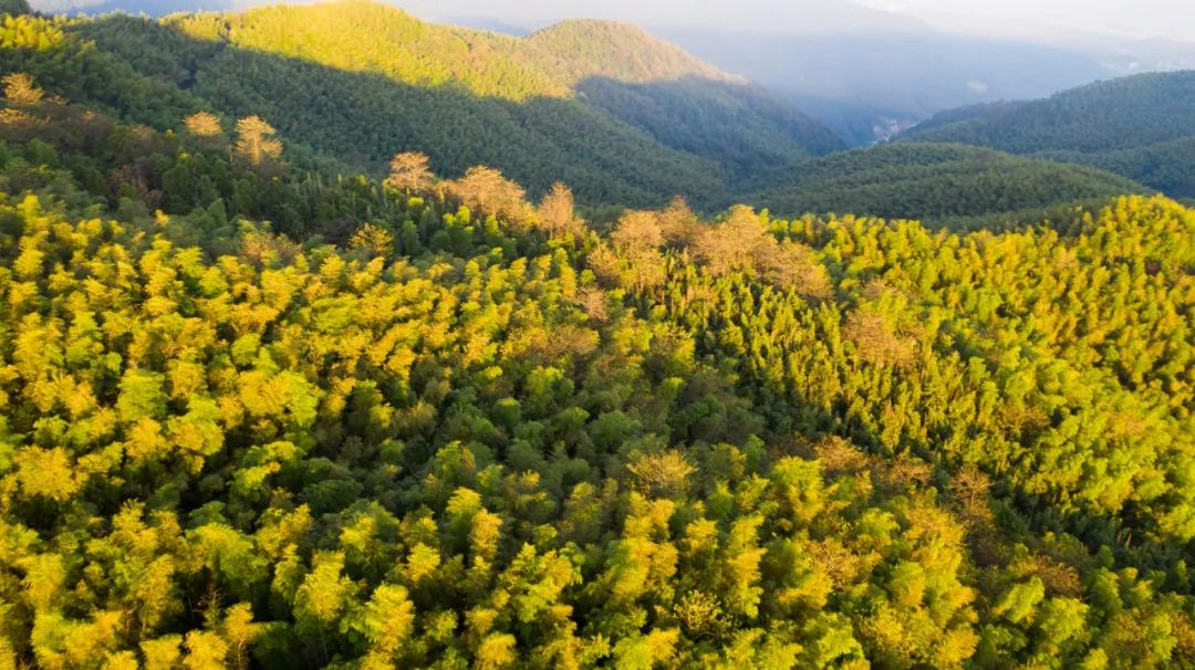 杭州的秋天随处可见都是美景,杭州西溪湿地美成调色盘