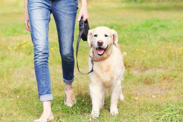 宠物狗需要每天遛狗吗,狗可以每天只遛一次吗