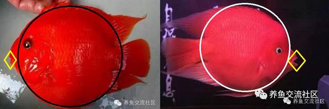 招财热带鱼观赏鱼大全,财神鹦鹉鱼热带观赏鱼