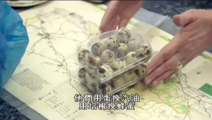 隐居深山30年以种地为生,隐居深山生活养动物