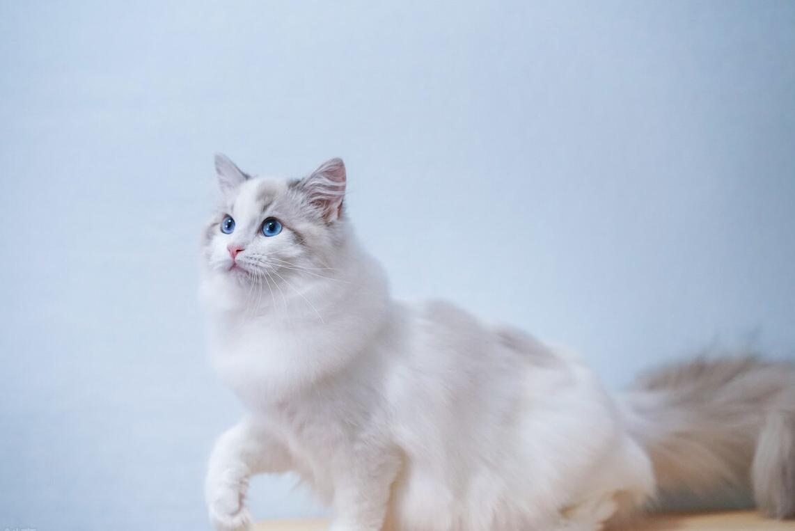 布偶猫养公猫好还是母猫好,布偶猫养母的还是公的