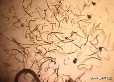 姜的根结线虫怎么杀,姜种带线虫怎么处理