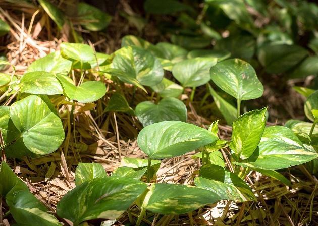 养绿萝浇什么肥料长得快,绿萝浇什么肥料好养