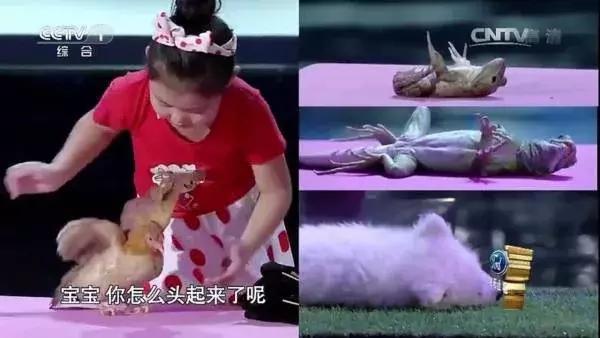 怎样催眠小猫咪,如何催眠一只小猫咪