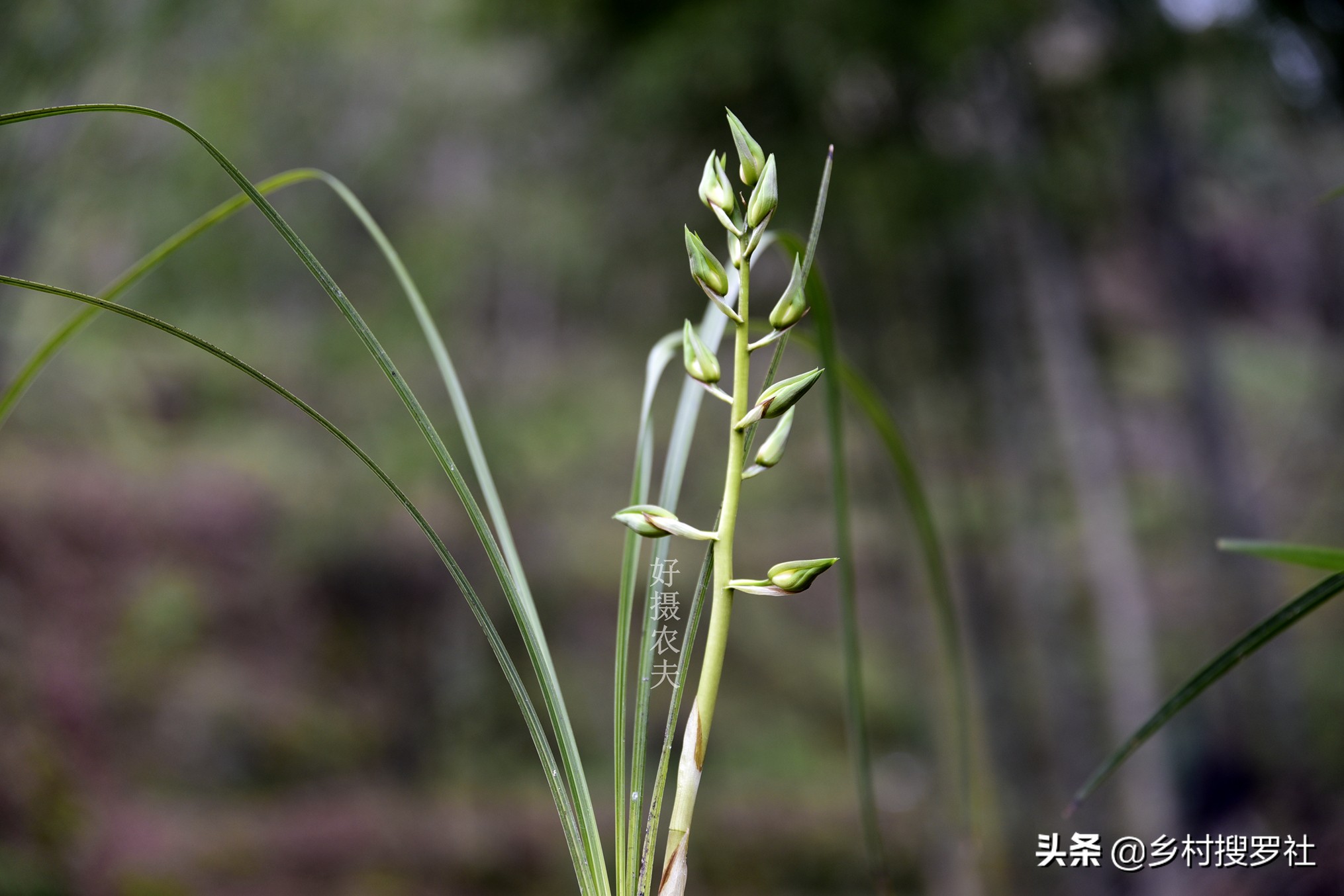 蕙兰生长最快最好的方法,蕙兰怎么养能使蕙兰变翠绿