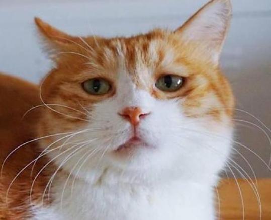 宠物尿尿在被子上怎么处理,宠物尿泡怎么办