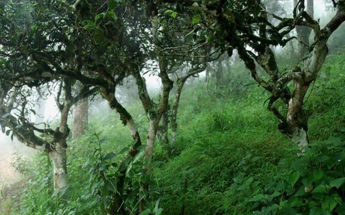 云南旅游必去的五个地方排名,云南旅游必去三个地方推荐