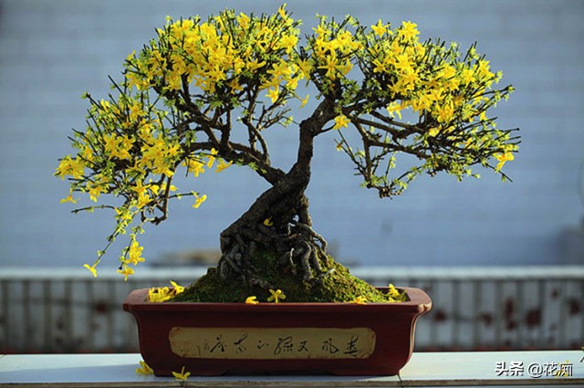 迎春花春季如何养护,春季迎春花怎么养