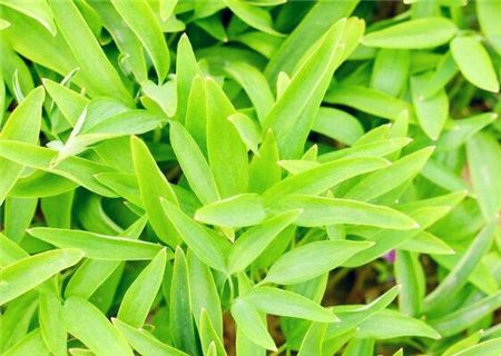 带动农民致富的种植,农民农村种地致富