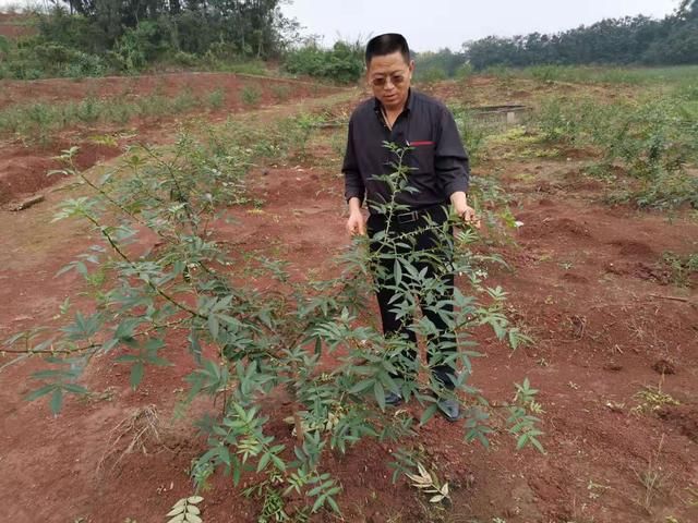 种植青花椒的真实利润,青花椒怎么样才能提高产量