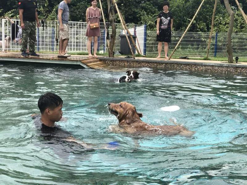 可以去玩的宠物乐园,1000平宠物乐园