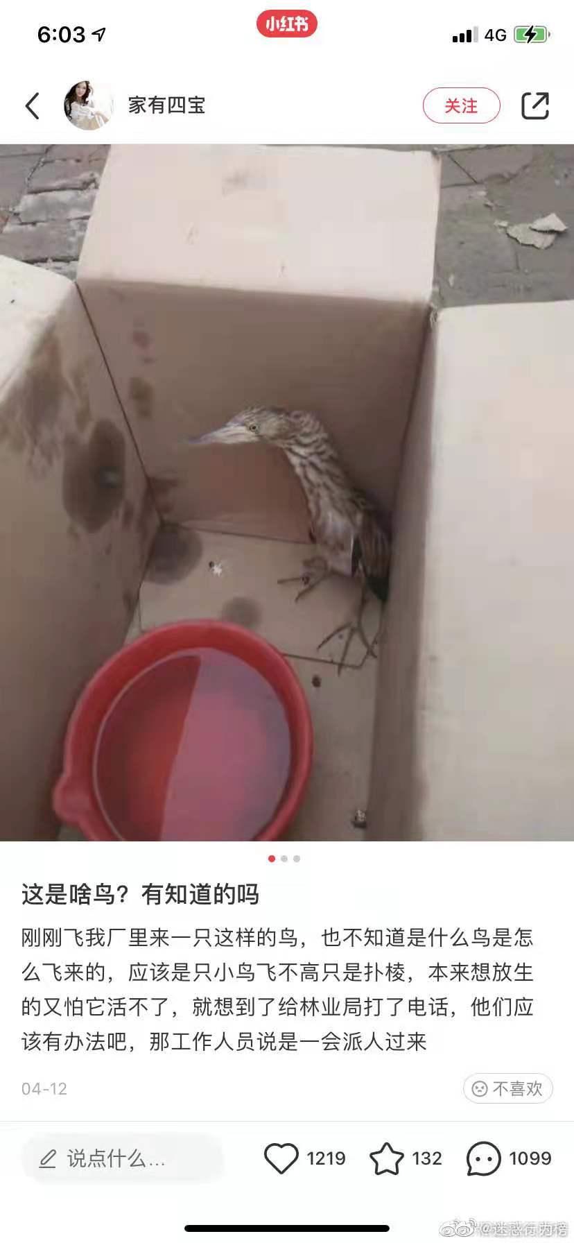 每日一趣：捡到陌生鸟的正确操作，网友评论可以说是总结很到位了