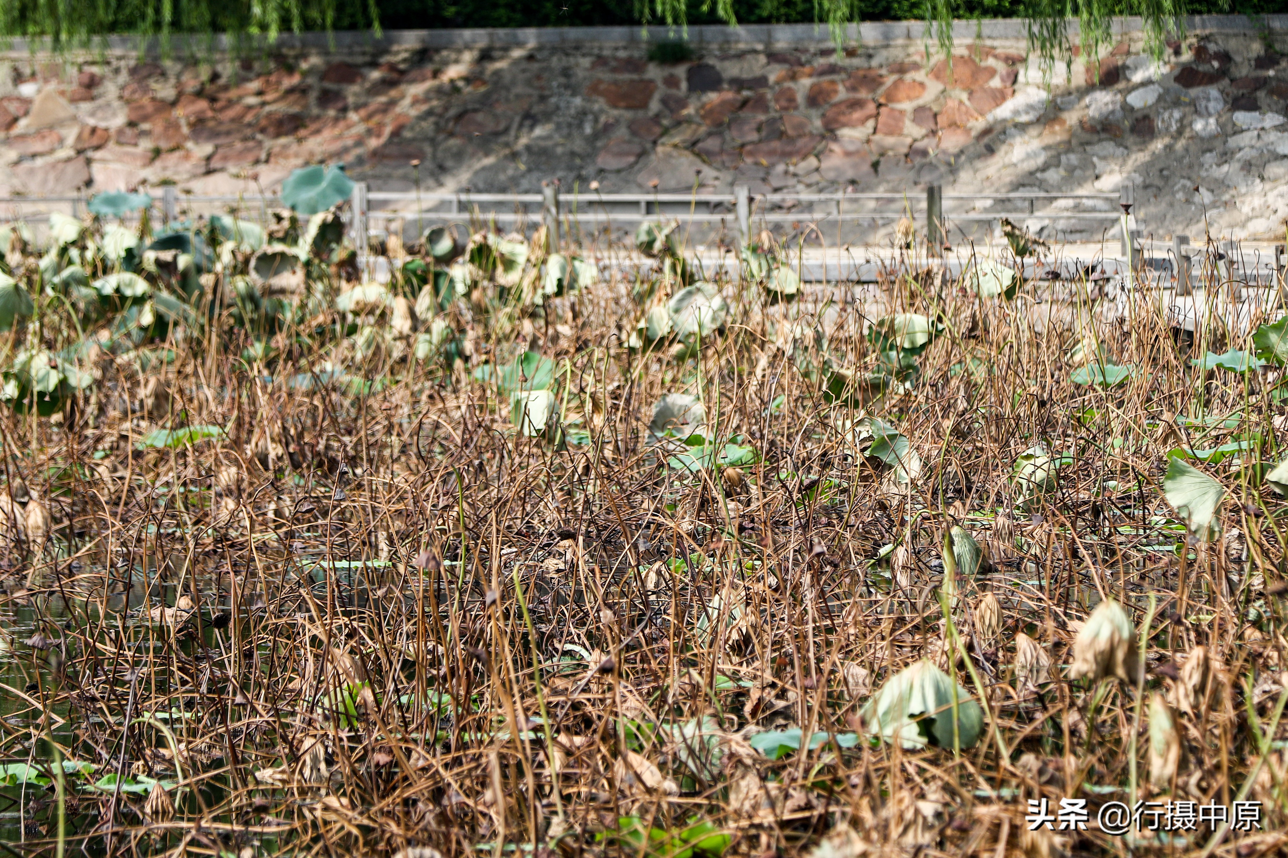 荷花“泡水”后会咋样？这场景，你可能没见过