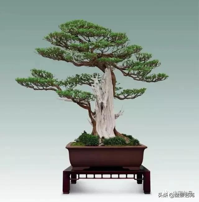 桩景类树种都有哪些,100种常见景观树种