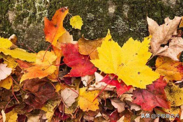 土壤缺少营养怎么补,土壤贫瘠改善