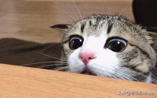 新电脑太慢太卡去哪修,如果电脑很卡的话怎么修复