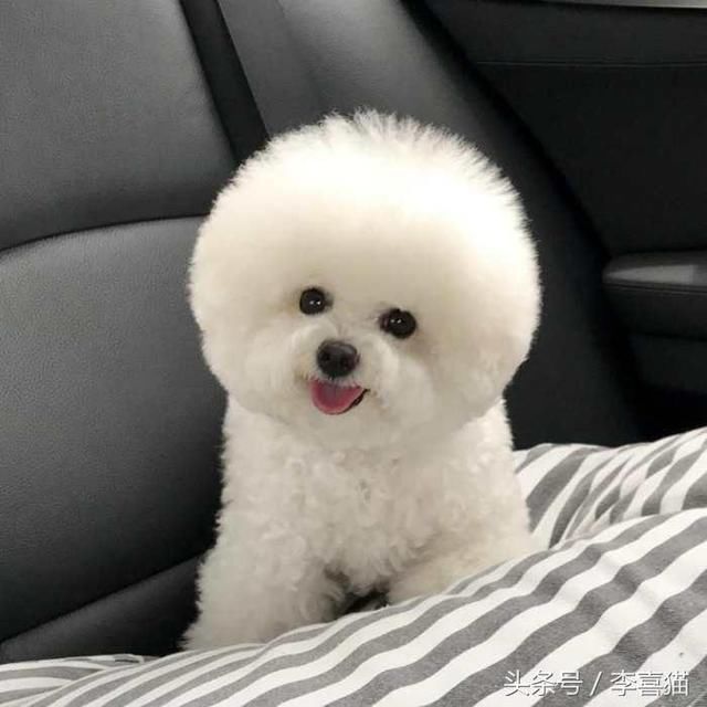 茶杯犬多少一只,茶杯图片分享