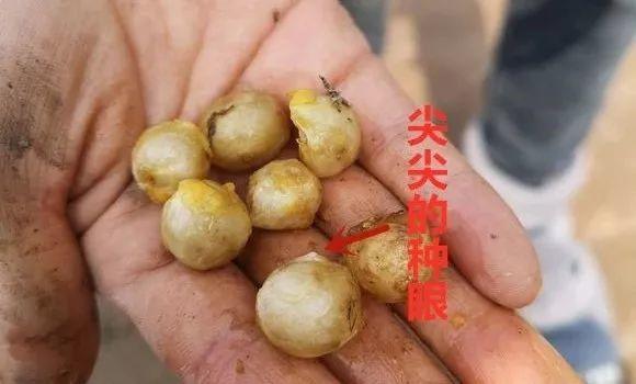 君子兰根部长了小虫怎么办,君子兰死了根部冒出小芽怎么办