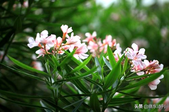 「黎明拾穗」43期诗词41首,首页篇篇造网红,风流戏子逞英雄