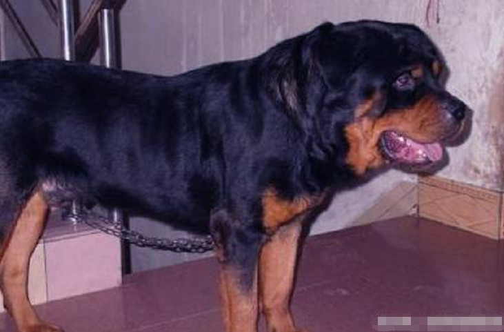 最狠的狗狗是藏獒吗,藏獒是最厉害的狗狗吗