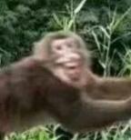 无限乱斗正确玩法,无限乱斗选什么阵容好玩