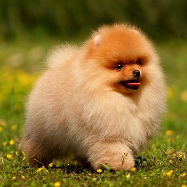 世界上所有的狗品种图片,世界最名贵的狗前十名及其简介