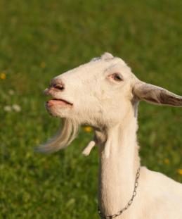 母羊喂什么对子宫内膜炎有好处,母羊内膜炎怎么办