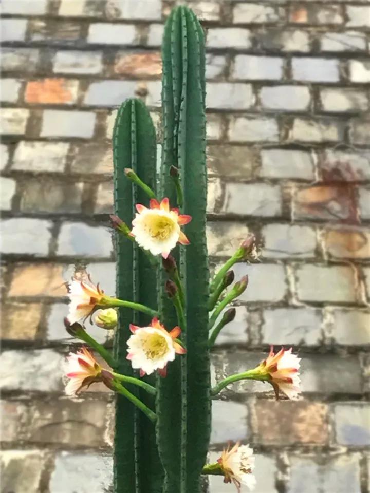 什么花放在家里最好看最实用,放家里风水好又好养的花有哪些